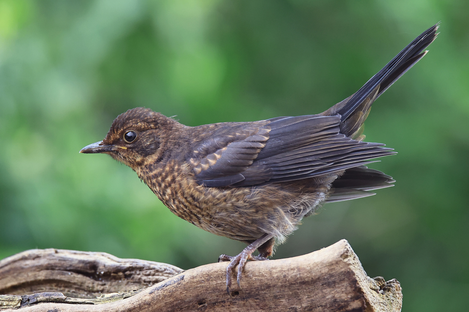 Jungtier Amsel (Turdus merula)