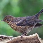 Jungtier Amsel (Turdus merula)