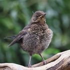 Jungtier  Amsel (Turdus merula)