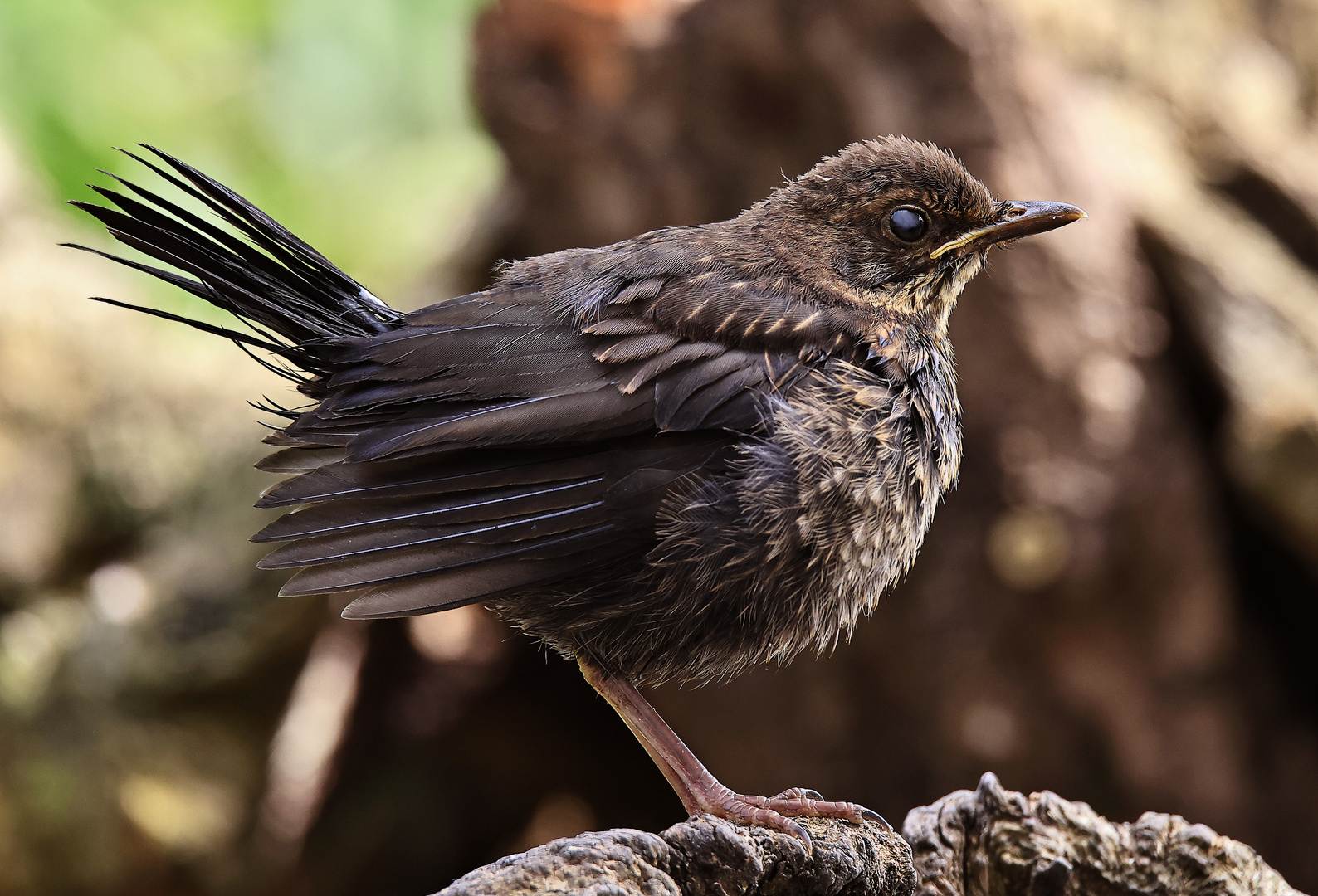 Jungtier Amsel (Turdus merula)