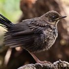 Jungtier Amsel (Turdus merula)