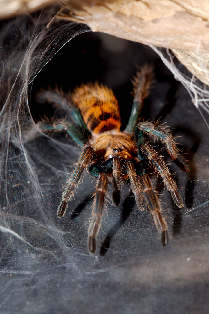 Jungtier Cyanblaue Venezuela-Vogelspinne  (Chromatopelma cyaneopubescens)