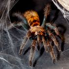 Jungtier Cyanblaue Venezuela-Vogelspinne  (Chromatopelma cyaneopubescens)