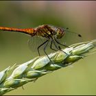 jungtier der Blutroten Heidelibelle (Sympetrum sanguineum)