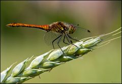 jungtier der Blutroten Heidelibelle (Sympetrum sanguineum)