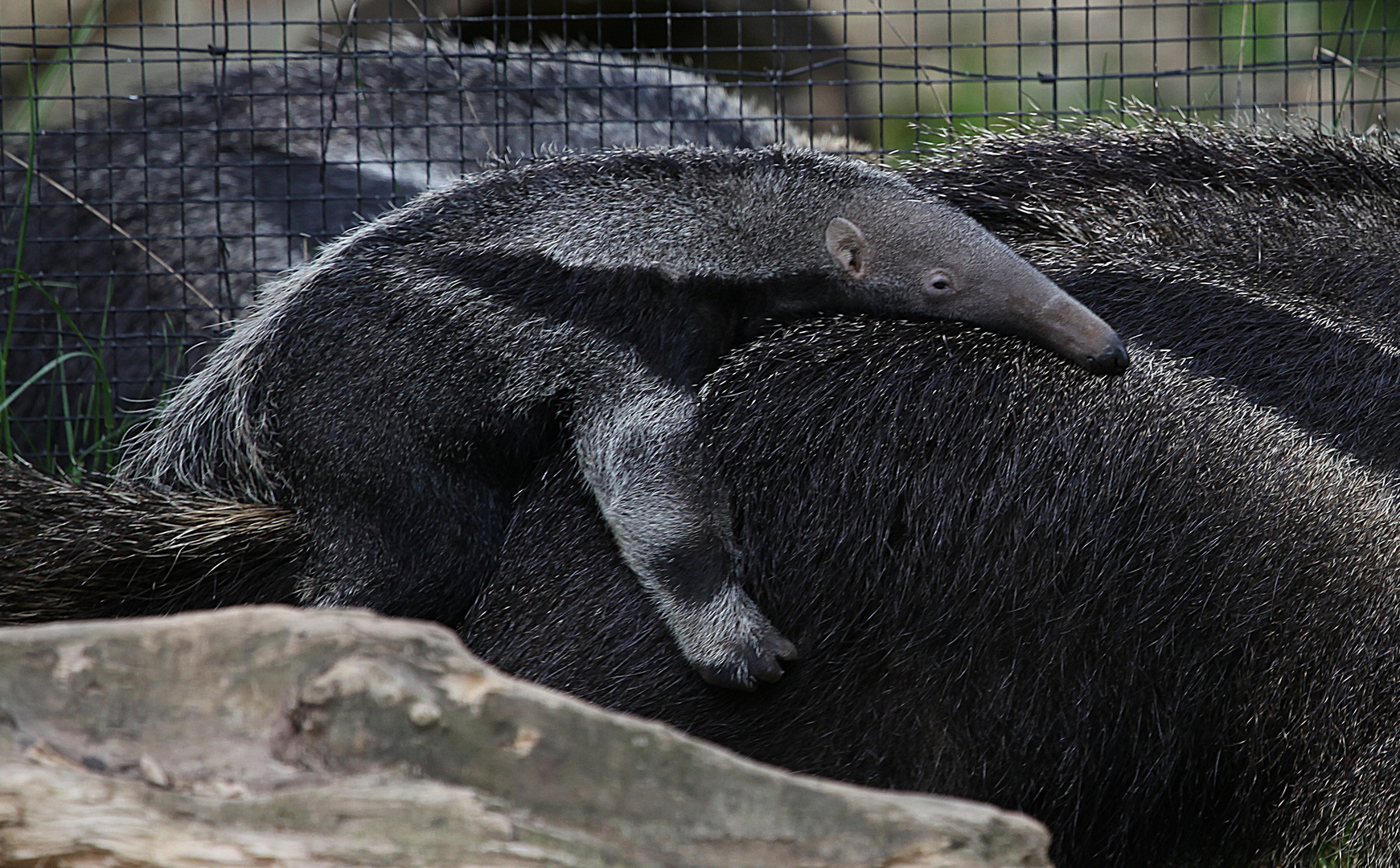 Jungtier des Grossen Ameisenbär