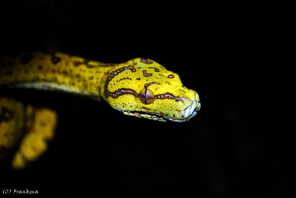 Jungtier des Grünen Baumpythons