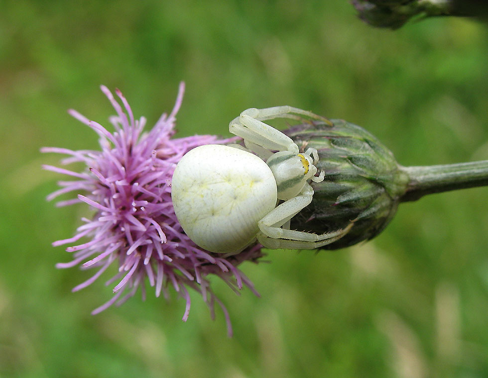 Jungtier einer Krabbenspinne