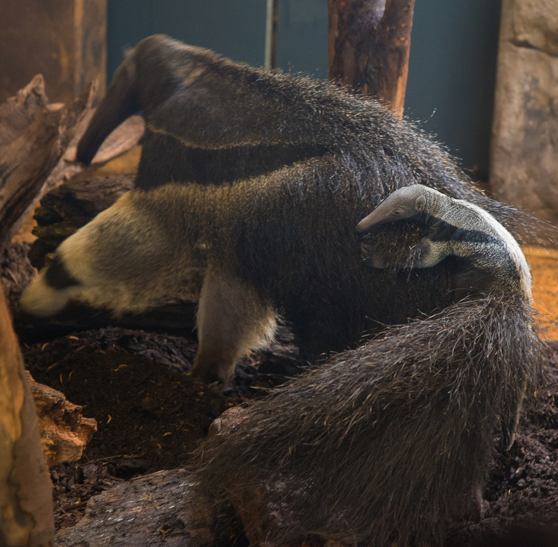 Jungtier Eines Ameisenbaren Foto Bild Natur Zoo Tiere Bilder Auf Fotocommunity
