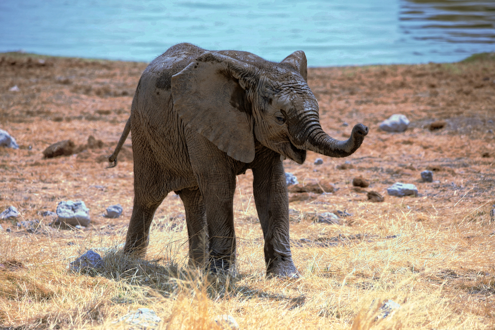 Jungtier, Etosha 