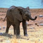 Jungtier, Etosha 