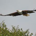 Jungtier im Anflug