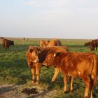 Jungtier (Kühe) in der Abendsonne auf der Hallig Hooge an der Kirchwarft