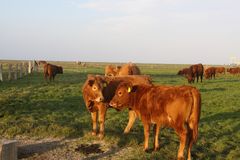 Jungtier (Kühe) in der Abendsonne auf der Hallig Hooge an der Kirchwarft