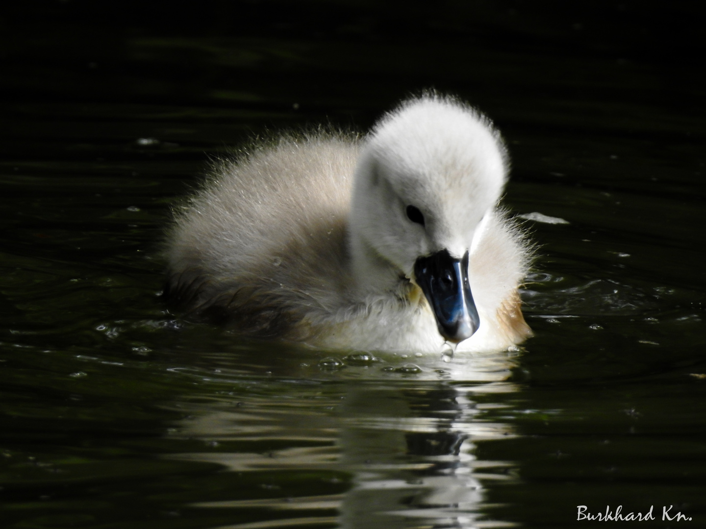 Jungtier Schwan