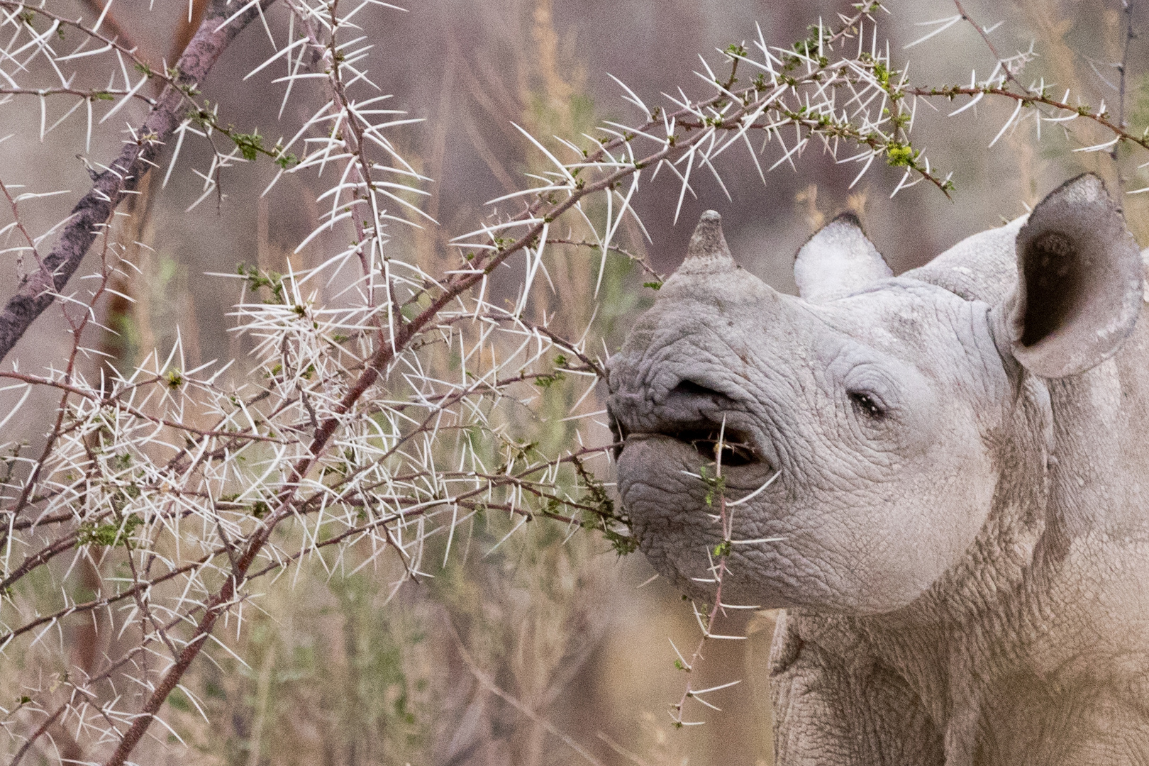 Jungtier Spitzmaulnashorn