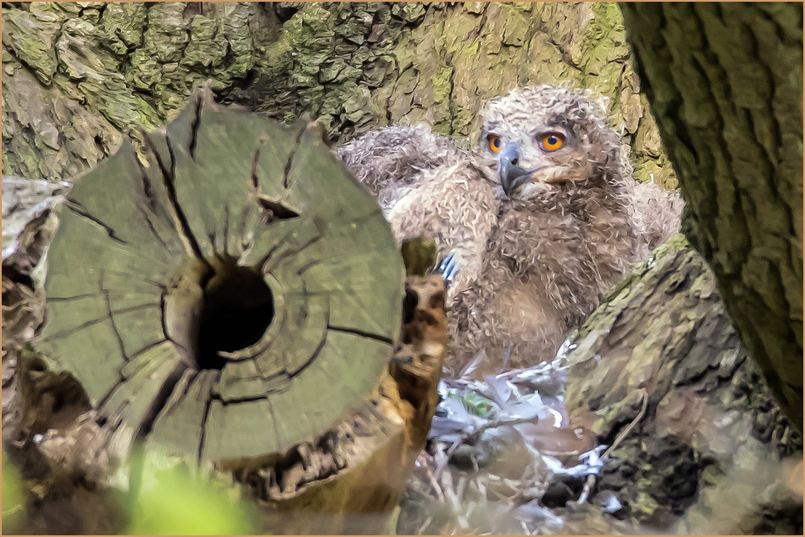 Jungtier vom Wanderweg her aufgenommen