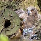 Jungtier vom Wanderweg her aufgenommen