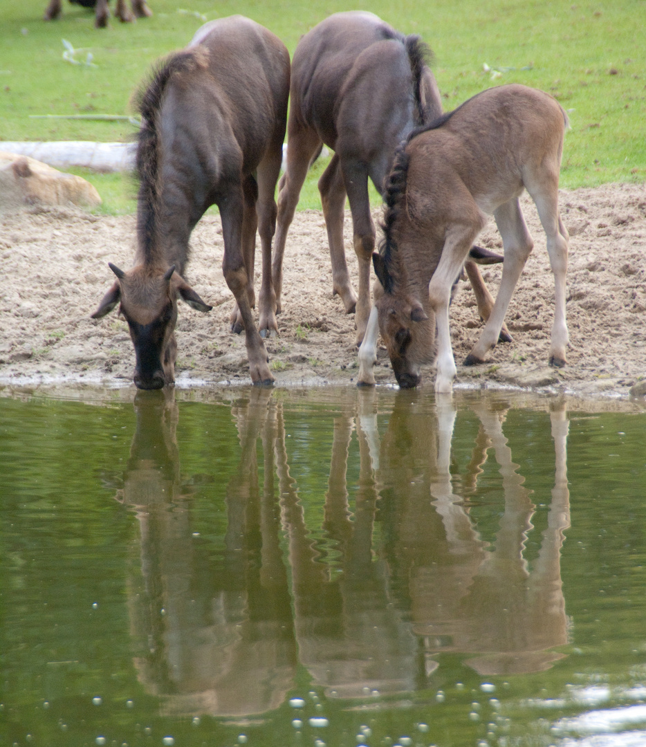 Jungtiere an der Wasserstelle