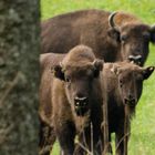 Jungtiere der freilebenden Wisentherde in Bad Berleburg - 4.11.17