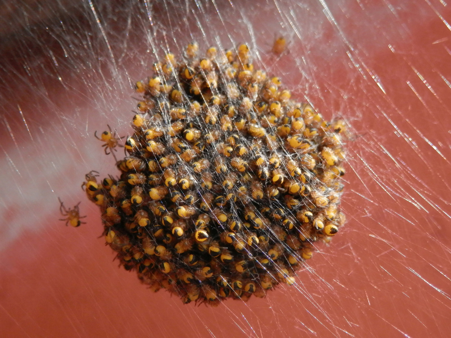 Jungtiere der Gartenkreuzspinne (Aranus diadematus)