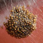 Jungtiere der Gartenkreuzspinne (Aranus diadematus)