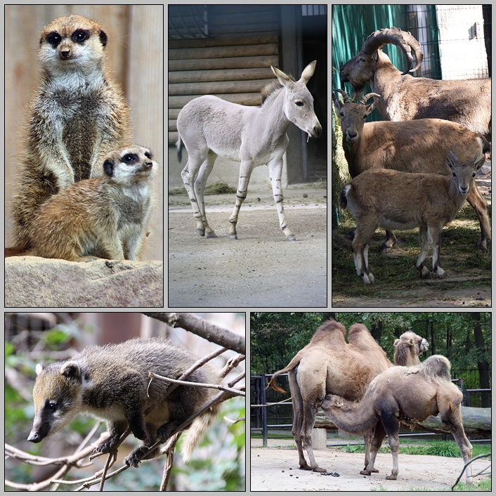 Jungtiere des Tierparkes Chemnitz im September