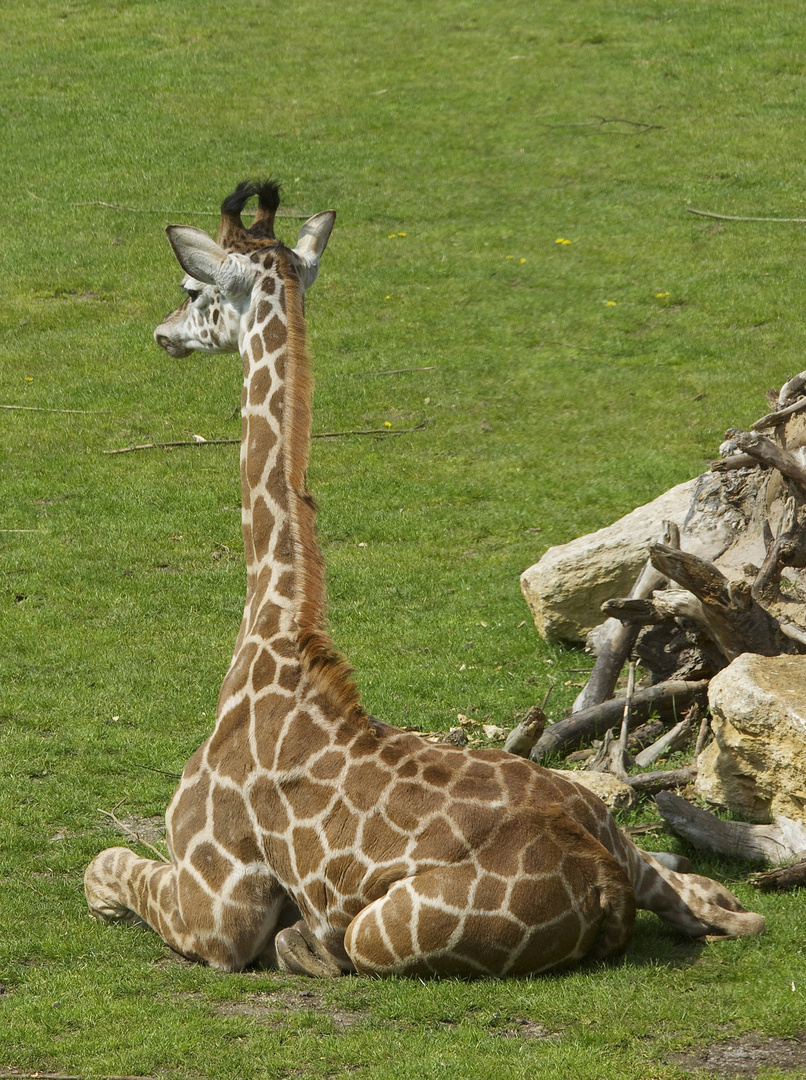 Jungtiere im Leipziger Zoo...