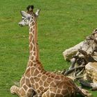 Jungtiere im Leipziger Zoo...