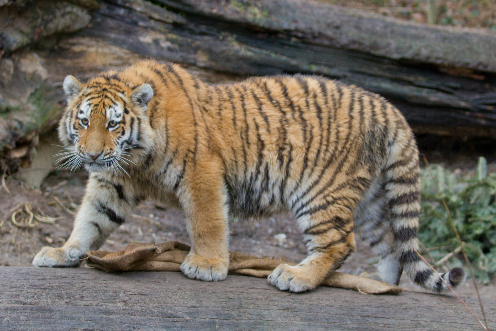 Jungtiger im Zoo Zürich