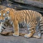 Jungtiger im Zoo Zürich