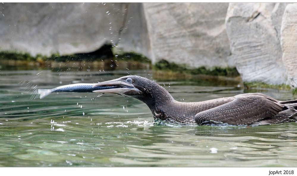 Jungtölpel Heinrich lernt Fische fangen...