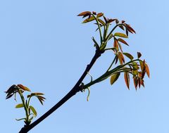 Jungtrieb des Walsnussbaum