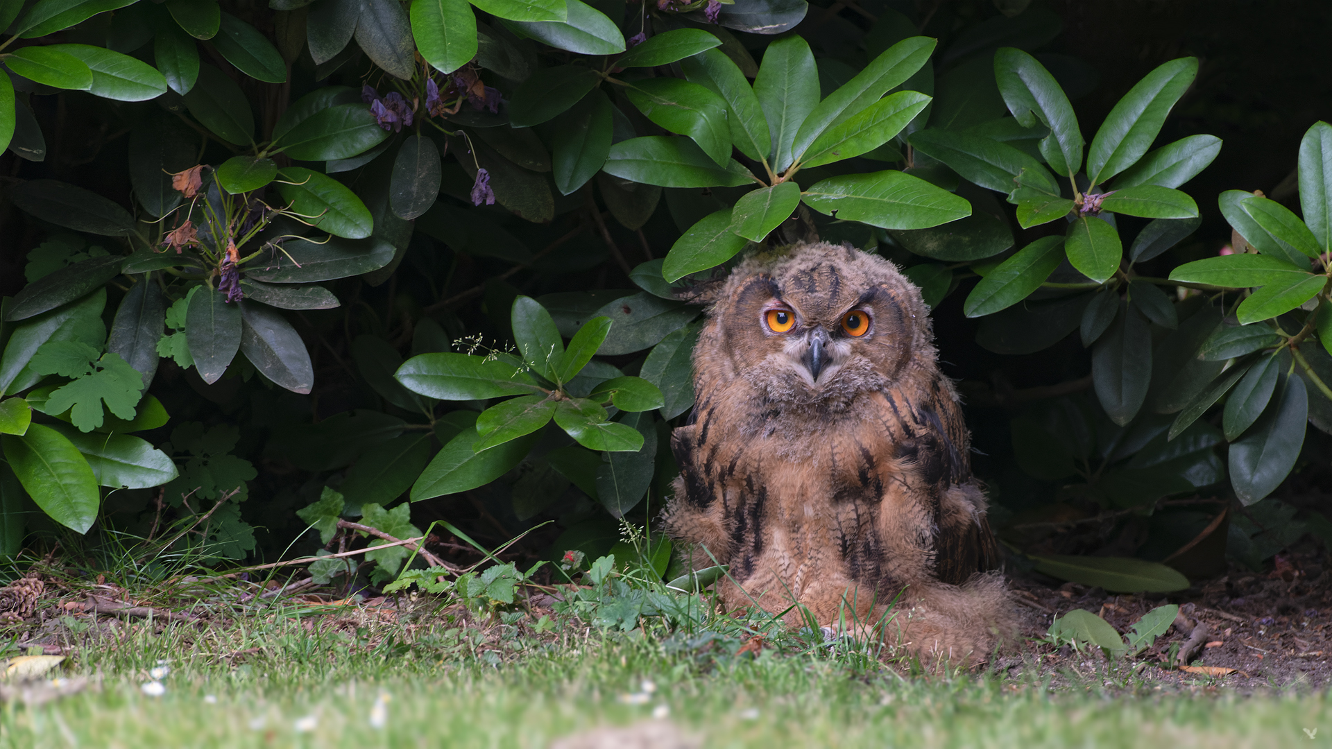 Junguhu | Bubo bubo