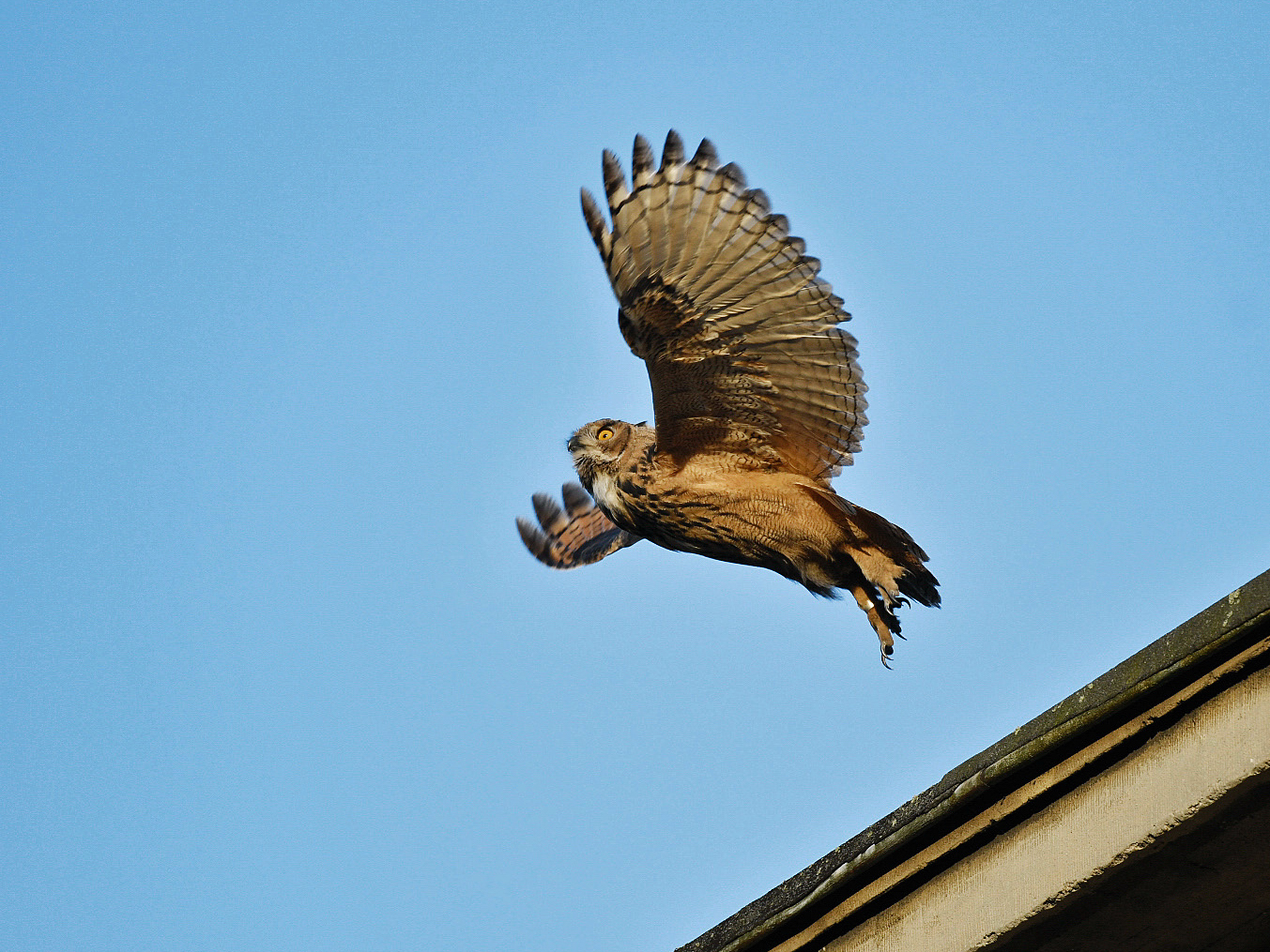 Junguhu im Flug