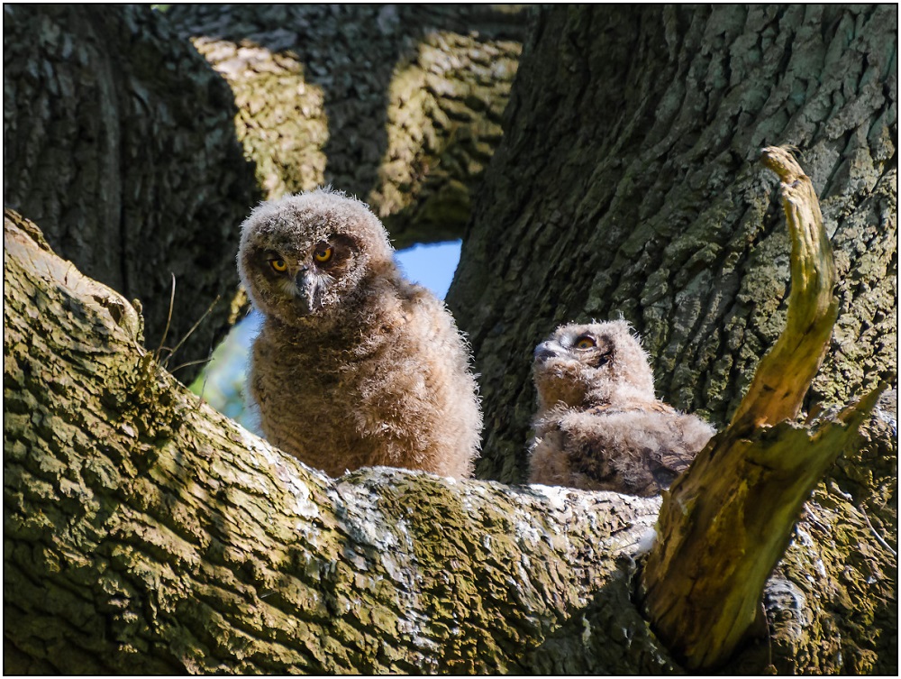 Junguhus im Nest