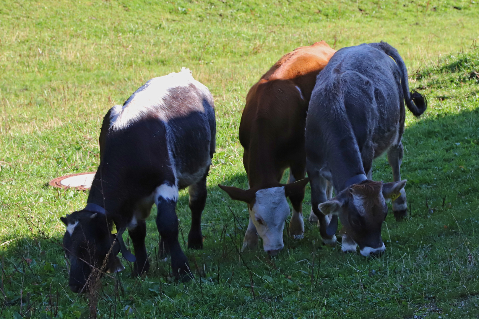 Jungvieh auf der Mordaualm (2019_09_15_6526_ji)