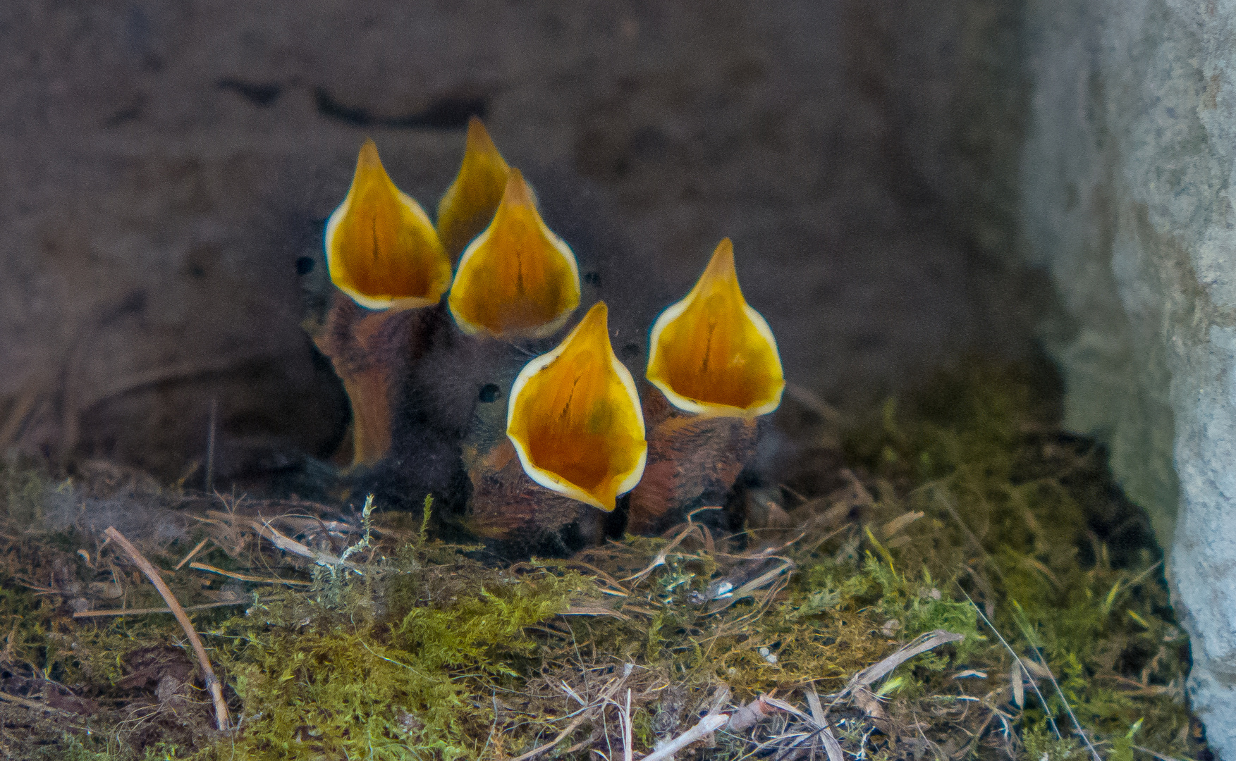 Jungvögel auf Burg Hohenstein