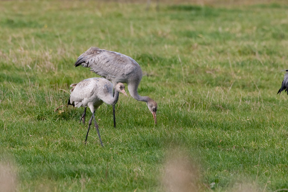 Jungvögel