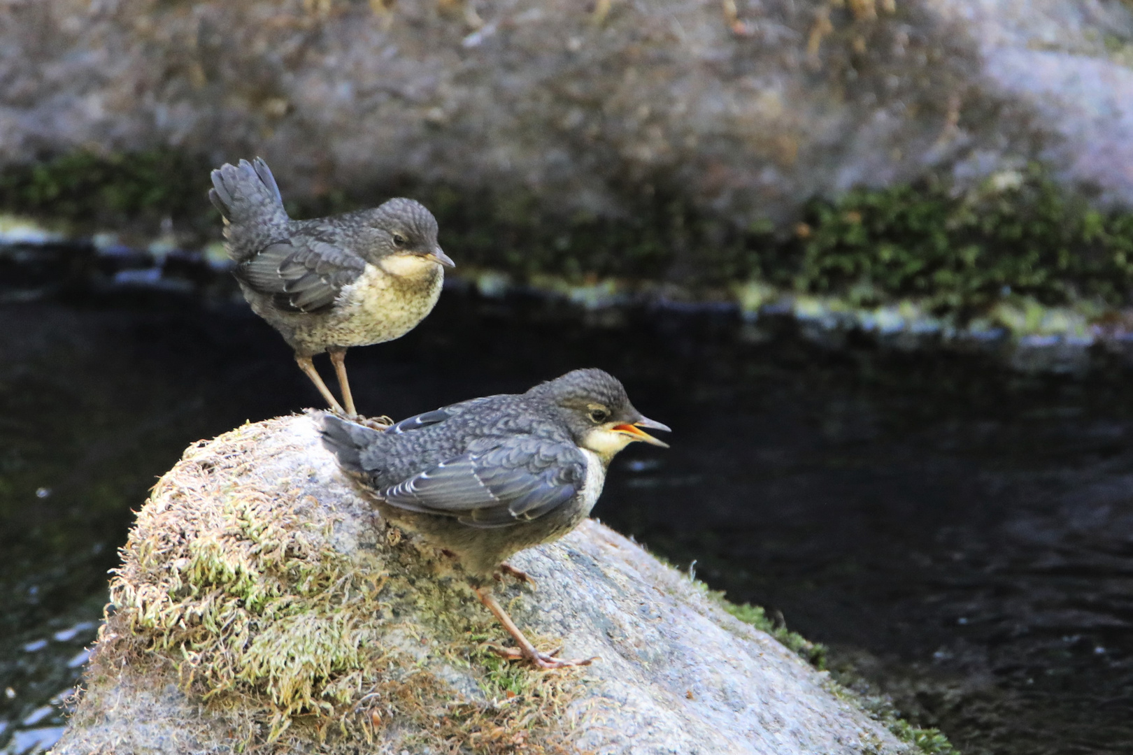 Jungvögel der Wasseramsel