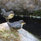 Jungvögel der Wasseramsel