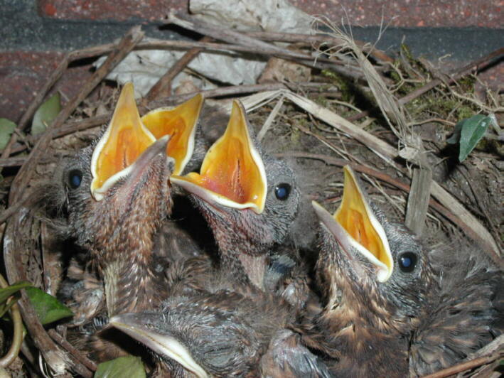 Jungvögel haben Hunger