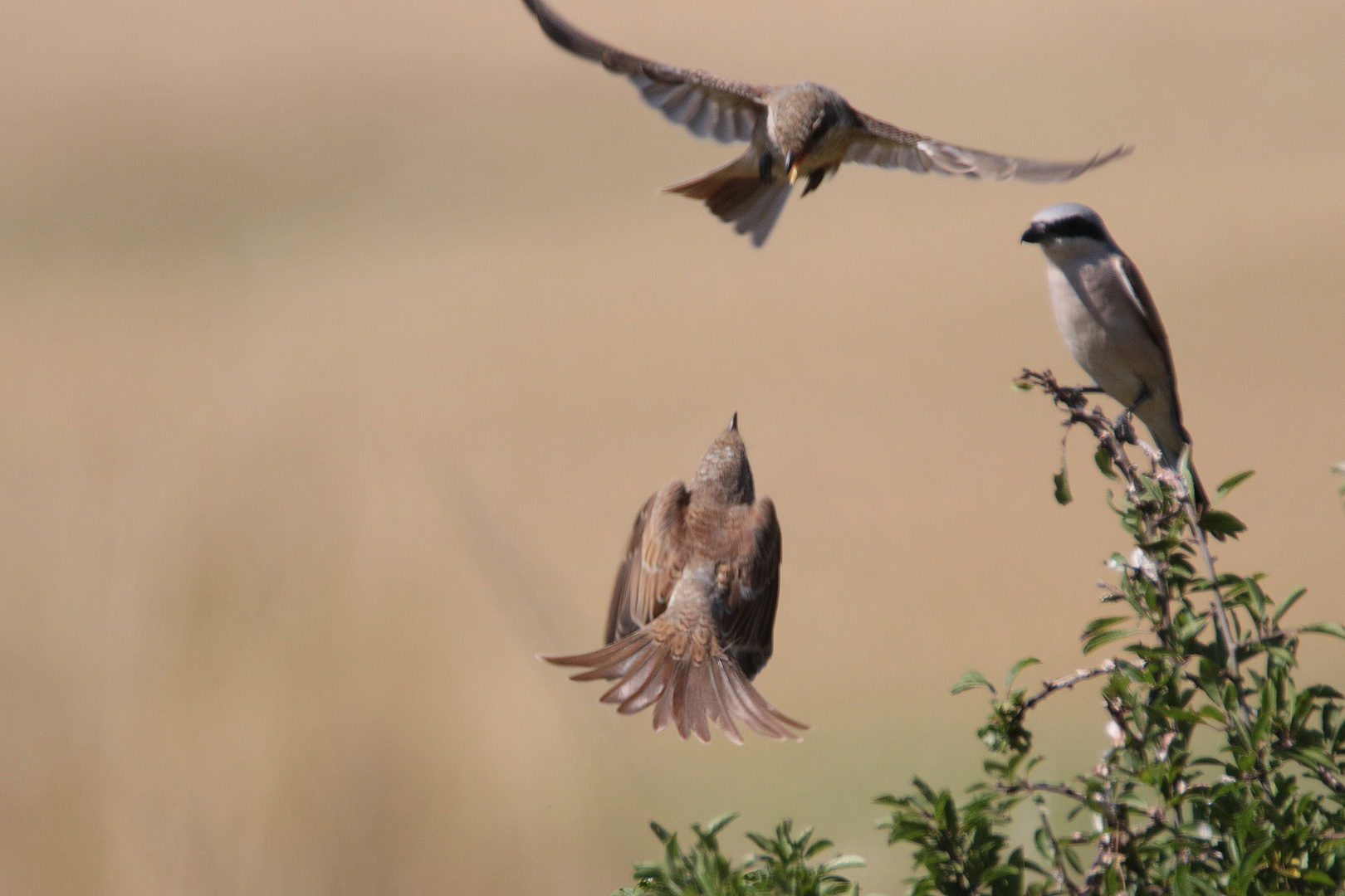 Jungvögel im Anflug zum Vater IMG_3179