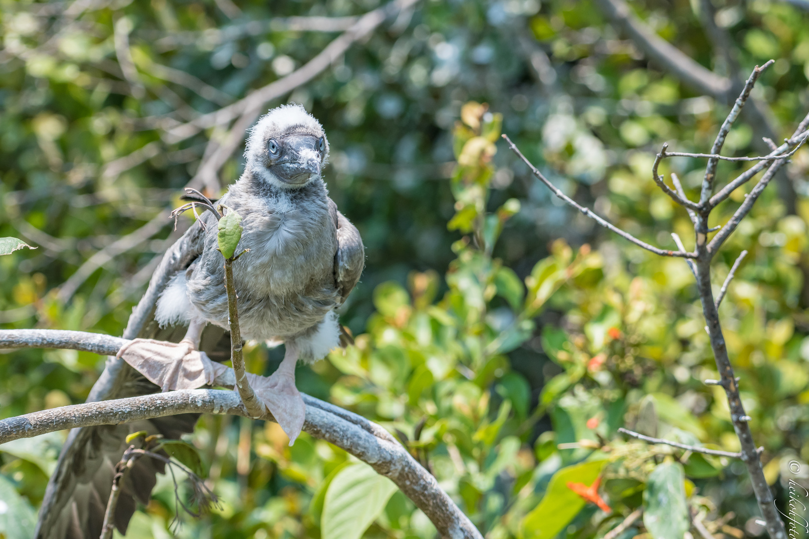 Jungvögel Rotfußtölpel