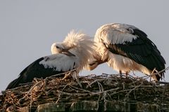 Jungvögel unter sich