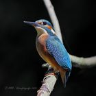 Jungvogel