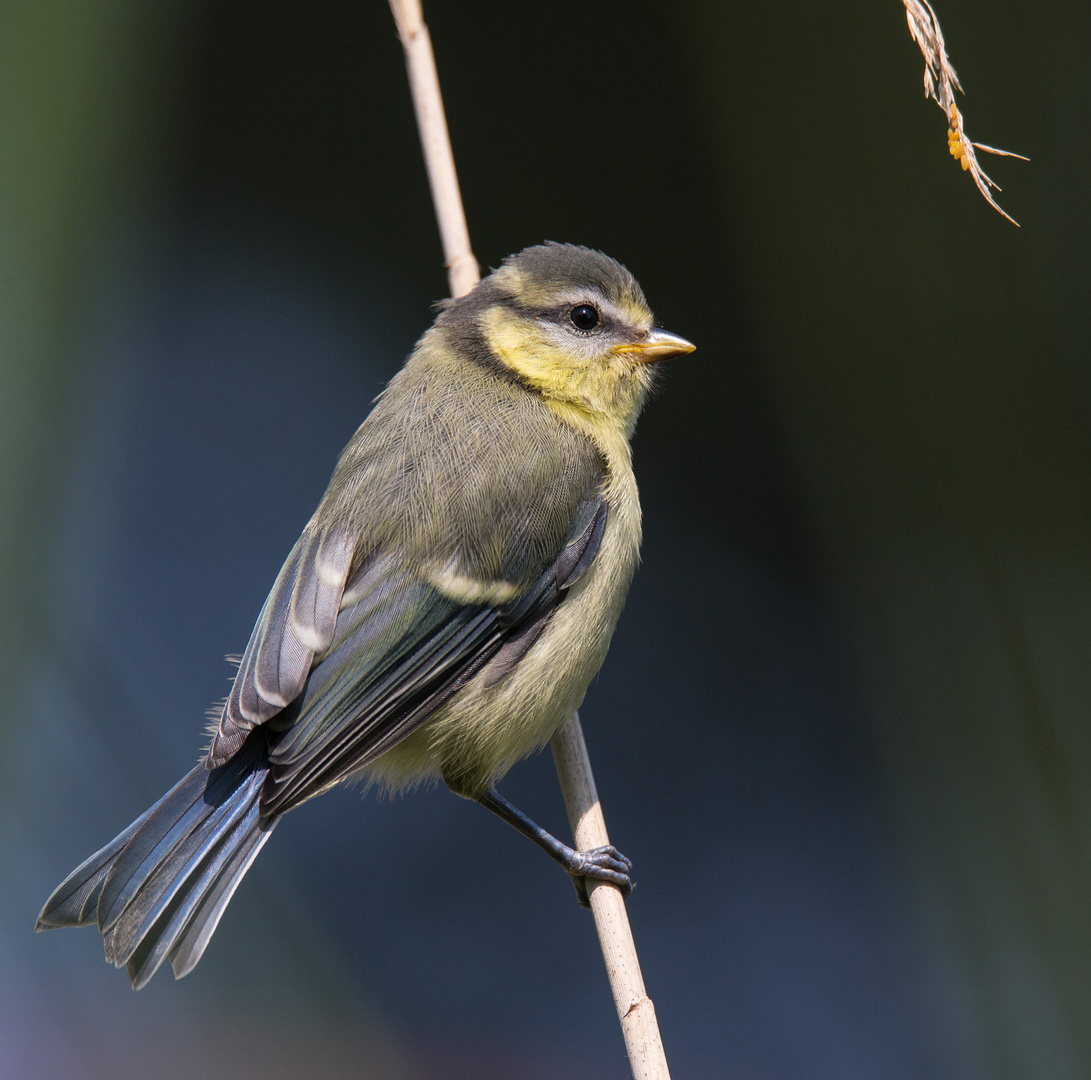 Jungvogel