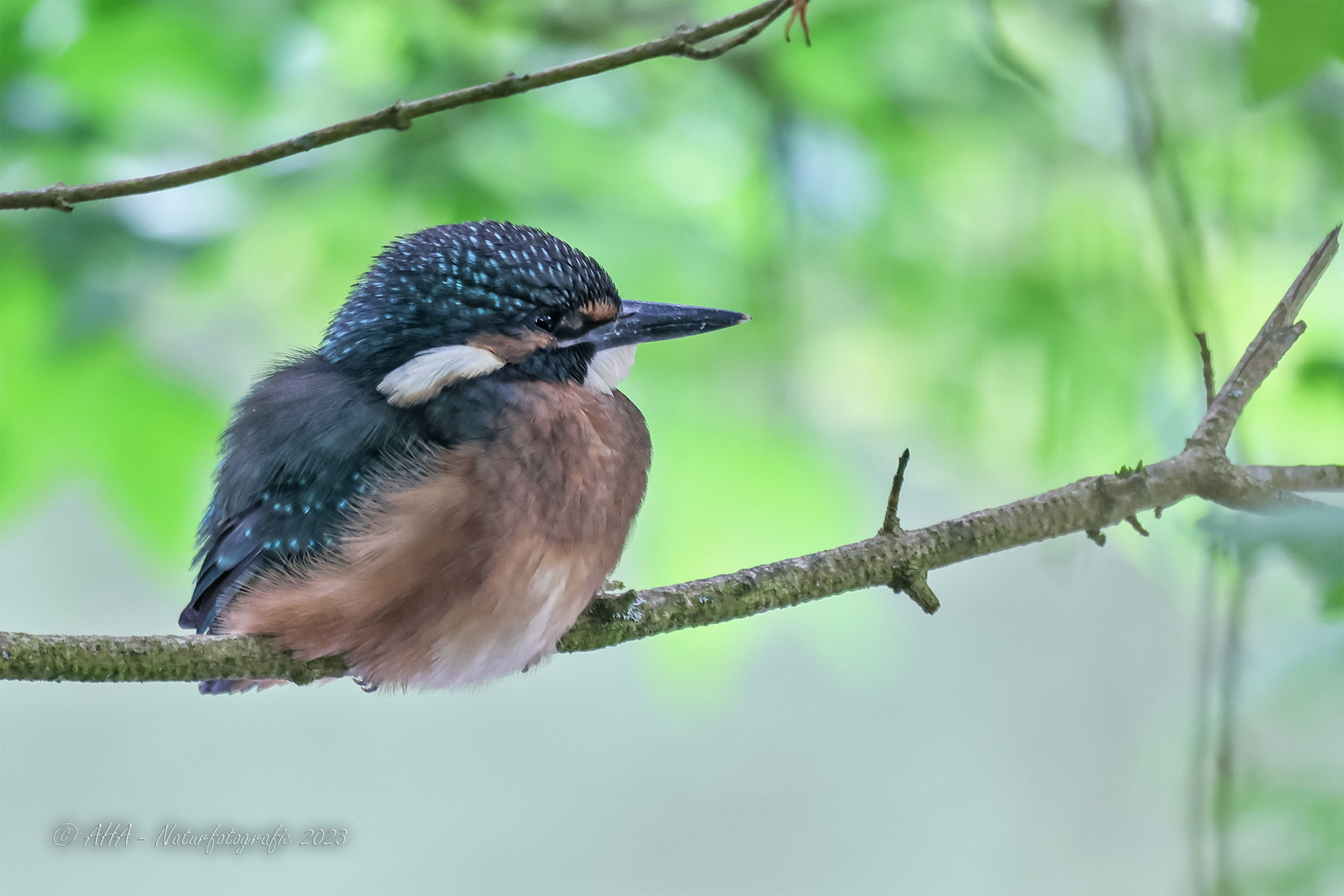 Jungvogel - 1 Tag nach dem Ausfliegen