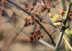 Jungvogel