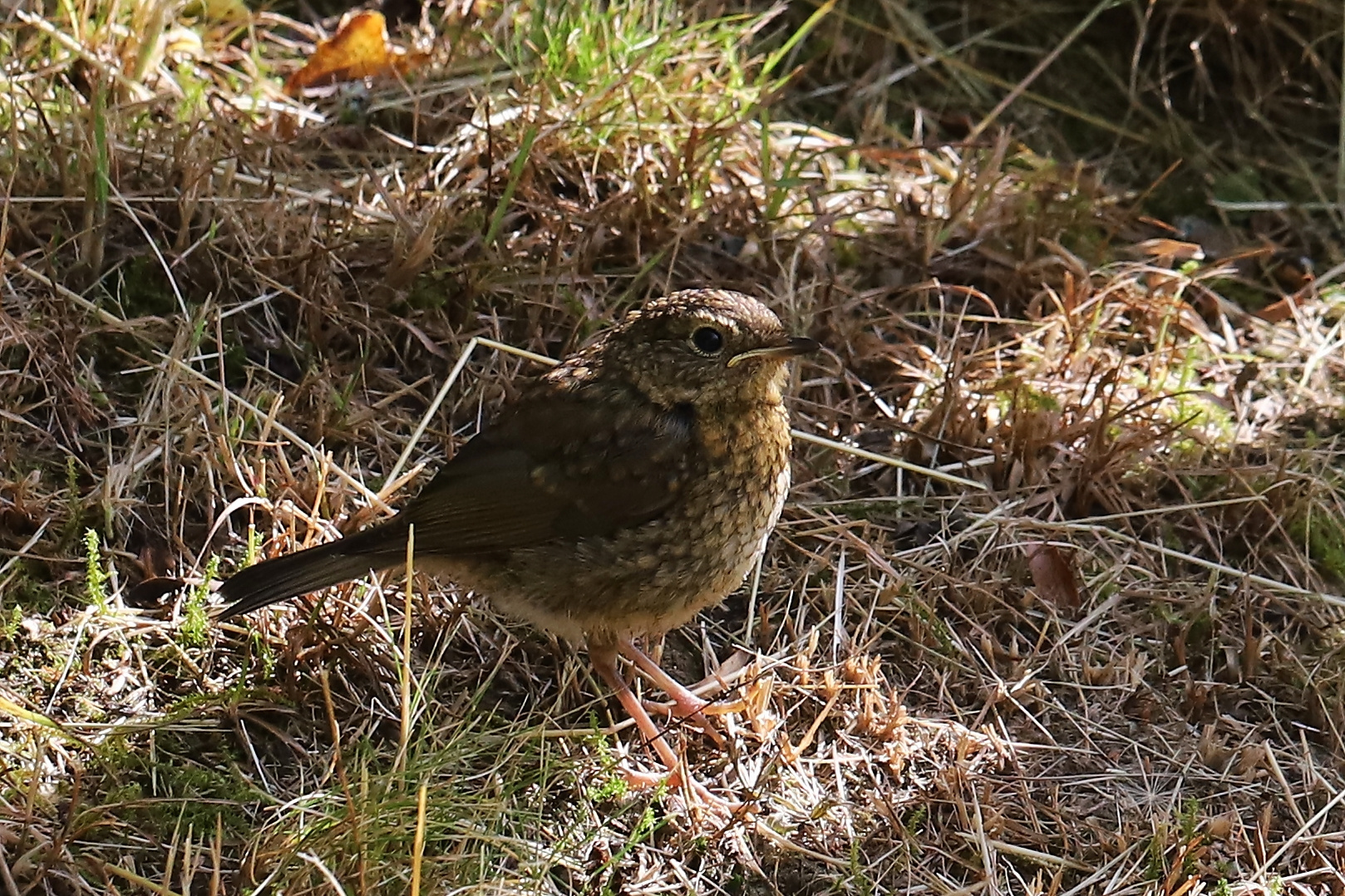 Jungvogel (2020_08_03_1005_ji)